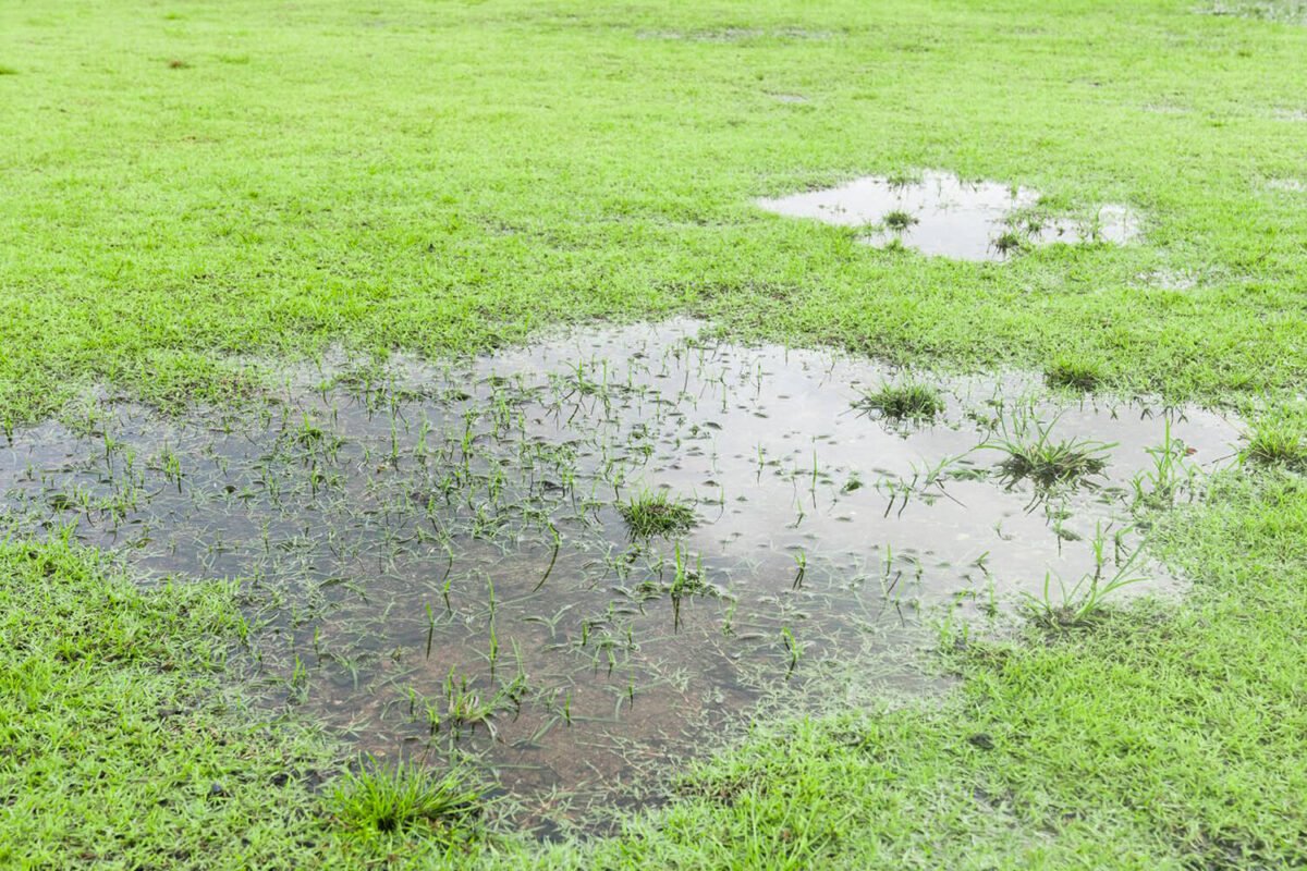 Still Water in Yard