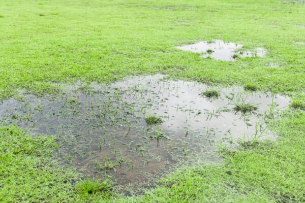 Still Water in Yard
