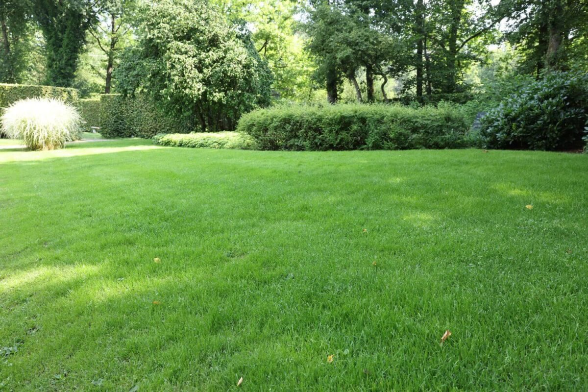 Good Drainage in Backyard