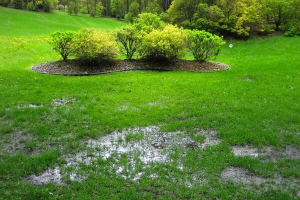 Wet land Backyard